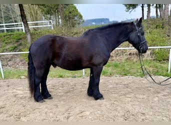 Altri pony/cavalli di piccola taglia, Castrone, 18 Anni, 148 cm, Morello