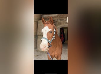Altri pony/cavalli di piccola taglia Mix, Castrone, 18 Anni, 148 cm, Sauro