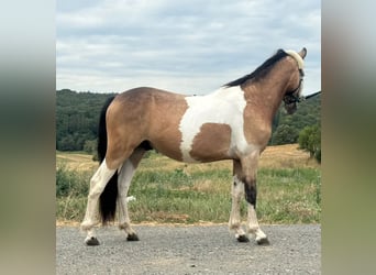 Altri pony/cavalli di piccola taglia, Castrone, 2 Anni, 138 cm, Pezzato