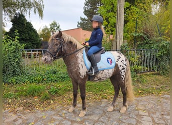 Altri pony/cavalli di piccola taglia, Castrone, 3 Anni, 115 cm, Leopard