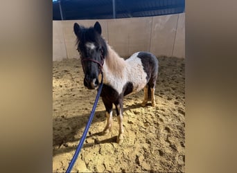 Altri pony/cavalli di piccola taglia, Castrone, 3 Anni, 128 cm, Pezzato