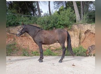 Altri pony/cavalli di piccola taglia, Castrone, 3 Anni, 135 cm, Falbo
