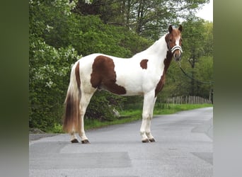 Altri pony/cavalli di piccola taglia, Castrone, 3 Anni, 144 cm, Pezzato