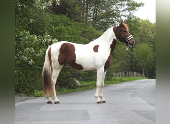 Altri pony/cavalli di piccola taglia, Castrone, 3 Anni, 144 cm, Pezzato