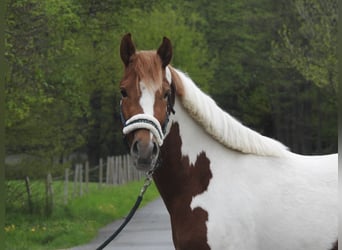 Altri pony/cavalli di piccola taglia, Castrone, 3 Anni, 144 cm, Pezzato