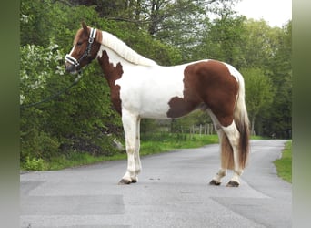 Altri pony/cavalli di piccola taglia, Castrone, 3 Anni, 144 cm, Pezzato