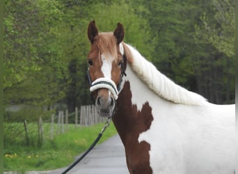Altri pony/cavalli di piccola taglia, Castrone, 3 Anni, 144 cm, Pezzato