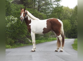Altri pony/cavalli di piccola taglia, Castrone, 3 Anni, 144 cm, Pezzato