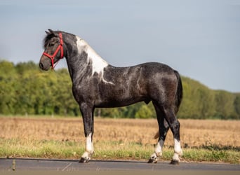 Altri pony/cavalli di piccola taglia, Castrone, 3 Anni, 147 cm, Pezzato