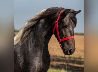 Altri pony/cavalli di piccola taglia, Castrone, 3 Anni, 147 cm, Pezzato