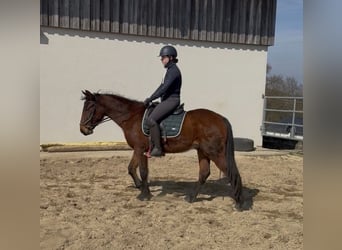 Altri pony/cavalli di piccola taglia, Castrone, 3 Anni, 148 cm