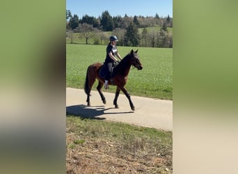 Altri pony/cavalli di piccola taglia, Castrone, 3 Anni, 148 cm