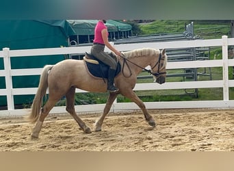 Altri pony/cavalli di piccola taglia, Castrone, 3 Anni, 155 cm, Palomino