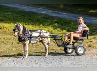 Altri pony/cavalli di piccola taglia, Castrone, 3 Anni, 89 cm, Pezzato