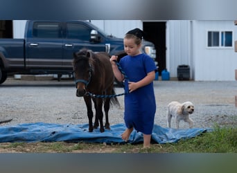 Altri pony/cavalli di piccola taglia, Castrone, 3 Anni, 91 cm, Baio ciliegia