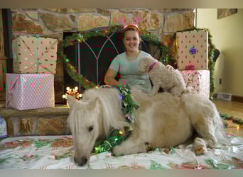 Altri pony/cavalli di piccola taglia, Castrone, 3 Anni, 94 cm, Palomino