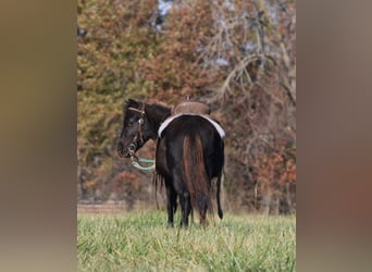 Altri pony/cavalli di piccola taglia, Castrone, 4 Anni, 102 cm, Morello