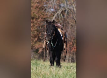 Altri pony/cavalli di piccola taglia, Castrone, 4 Anni, 102 cm, Morello