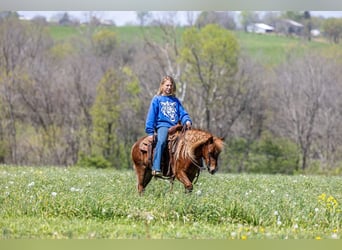 Altri pony/cavalli di piccola taglia, Castrone, 4 Anni, 104 cm, Sauro ciliegia