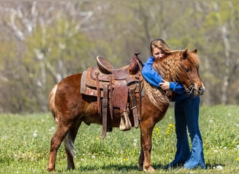 Altri pony/cavalli di piccola taglia, Castrone, 4 Anni, 104 cm, Sauro ciliegia