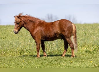 Altri pony/cavalli di piccola taglia, Castrone, 4 Anni, 104 cm, Sauro ciliegia
