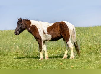 Altri pony/cavalli di piccola taglia, Castrone, 4 Anni, 107 cm, Pezzato