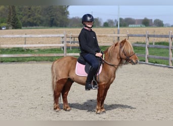 Altri pony/cavalli di piccola taglia, Castrone, 4 Anni, 107 cm, Sauro ciliegia