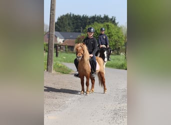 Altri pony/cavalli di piccola taglia, Castrone, 4 Anni, 107 cm, Sauro ciliegia