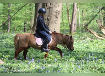 Altri pony/cavalli di piccola taglia, Castrone, 4 Anni, 107 cm, Sauro ciliegia
