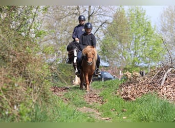 Altri pony/cavalli di piccola taglia, Castrone, 4 Anni, 107 cm, Sauro ciliegia