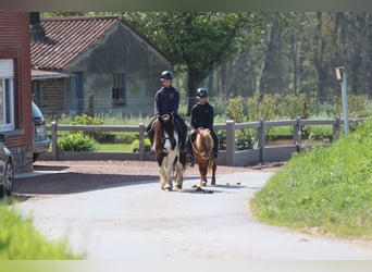 Altri pony/cavalli di piccola taglia, Castrone, 4 Anni, 107 cm, Sauro ciliegia