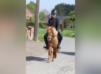 Altri pony/cavalli di piccola taglia, Castrone, 4 Anni, 107 cm, Sauro ciliegia