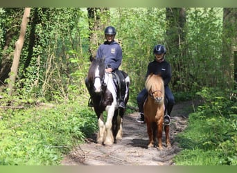 Altri pony/cavalli di piccola taglia, Castrone, 4 Anni, 107 cm, Sauro ciliegia