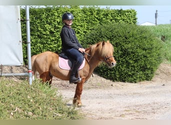 Altri pony/cavalli di piccola taglia, Castrone, 4 Anni, 107 cm, Sauro ciliegia