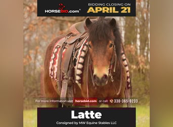 Altri pony/cavalli di piccola taglia, Castrone, 4 Anni, 112 cm, Baio ciliegia