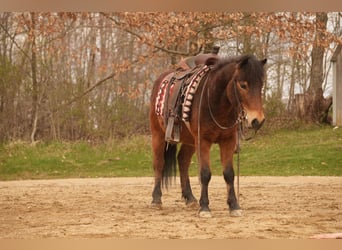 Altri pony/cavalli di piccola taglia, Castrone, 4 Anni, 112 cm, Baio ciliegia