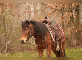 Altri pony/cavalli di piccola taglia, Castrone, 4 Anni, 112 cm, Baio ciliegia