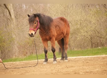 Altri pony/cavalli di piccola taglia, Castrone, 4 Anni, 112 cm, Baio ciliegia