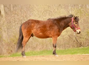 Altri pony/cavalli di piccola taglia, Castrone, 4 Anni, 112 cm, Baio ciliegia