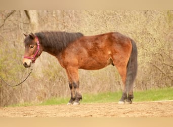 Altri pony/cavalli di piccola taglia, Castrone, 4 Anni, 112 cm, Baio ciliegia