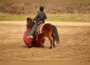 Altri pony/cavalli di piccola taglia, Castrone, 4 Anni, 112 cm, Baio ciliegia