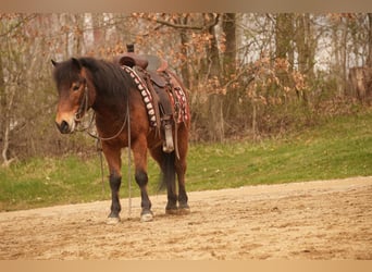 Altri pony/cavalli di piccola taglia, Castrone, 4 Anni, 112 cm, Baio ciliegia