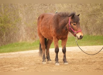 Altri pony/cavalli di piccola taglia, Castrone, 4 Anni, 112 cm, Baio ciliegia