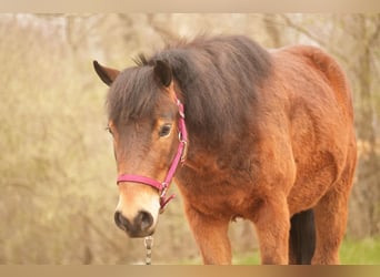 Altri pony/cavalli di piccola taglia, Castrone, 4 Anni, 112 cm, Baio ciliegia