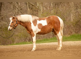 Altri pony/cavalli di piccola taglia, Castrone, 4 Anni, 112 cm