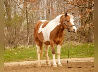 Altri pony/cavalli di piccola taglia, Castrone, 4 Anni, 112 cm