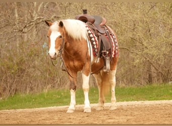 Altri pony/cavalli di piccola taglia, Castrone, 4 Anni, 112 cm
