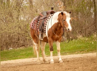 Altri pony/cavalli di piccola taglia, Castrone, 4 Anni, 112 cm