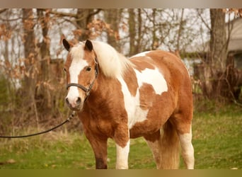 Altri pony/cavalli di piccola taglia, Castrone, 4 Anni, 112 cm