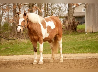 Altri pony/cavalli di piccola taglia, Castrone, 4 Anni, 112 cm